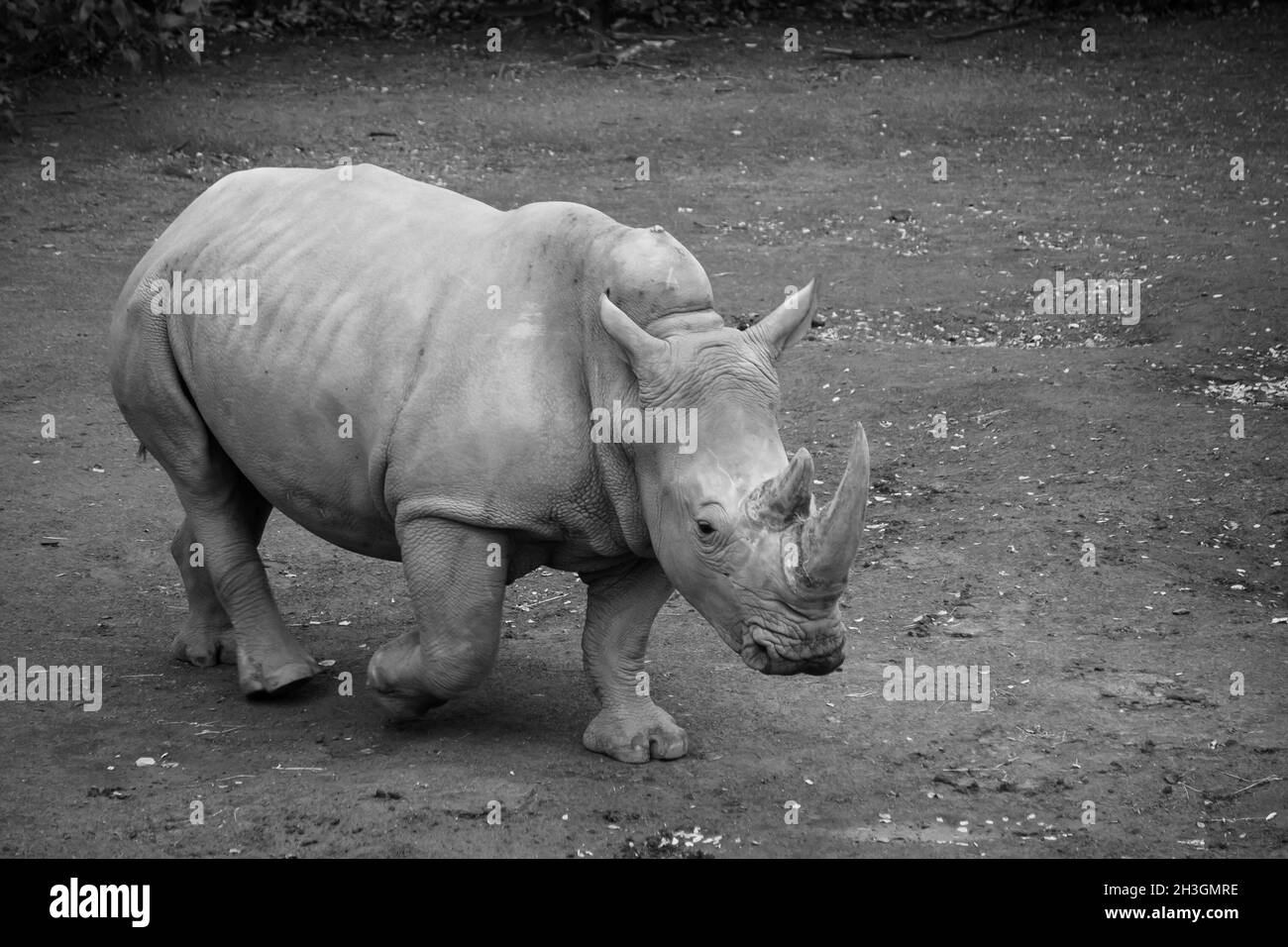 Grayscale of a rhinoceros walking Stock Photo