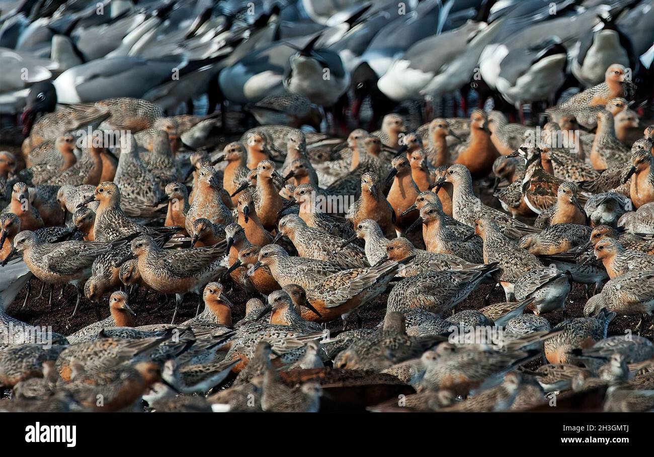 Red Knots during spring migration at Delaware Bay Stock Photo Alamy