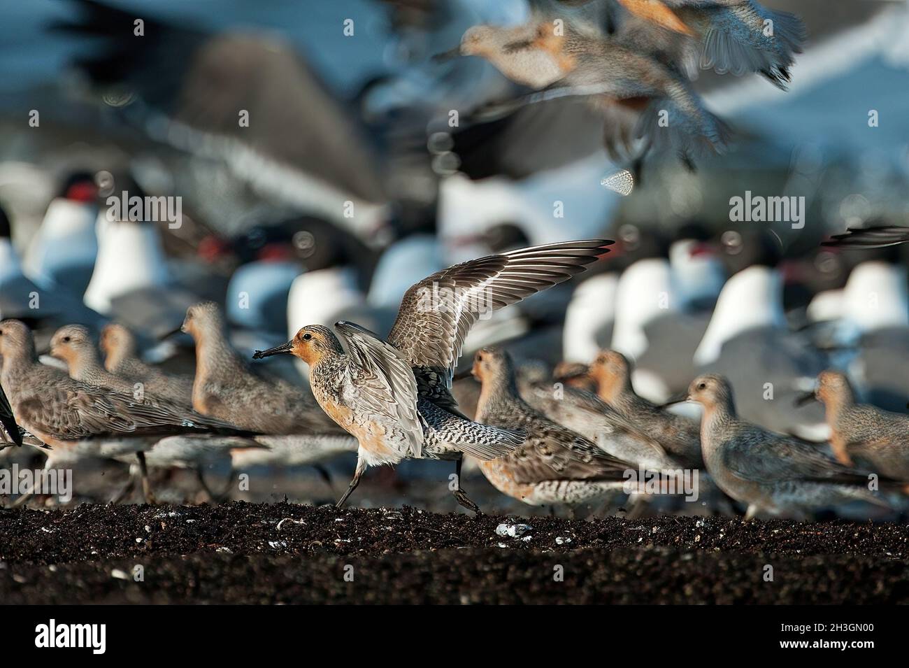 Red Knots during spring migration at Delaware Bay Stock Photo Alamy