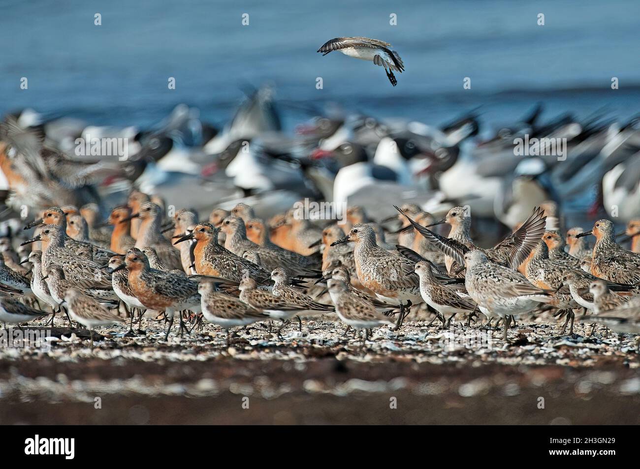 Red Knots during spring migration at Delaware Bay Stock Photo Alamy