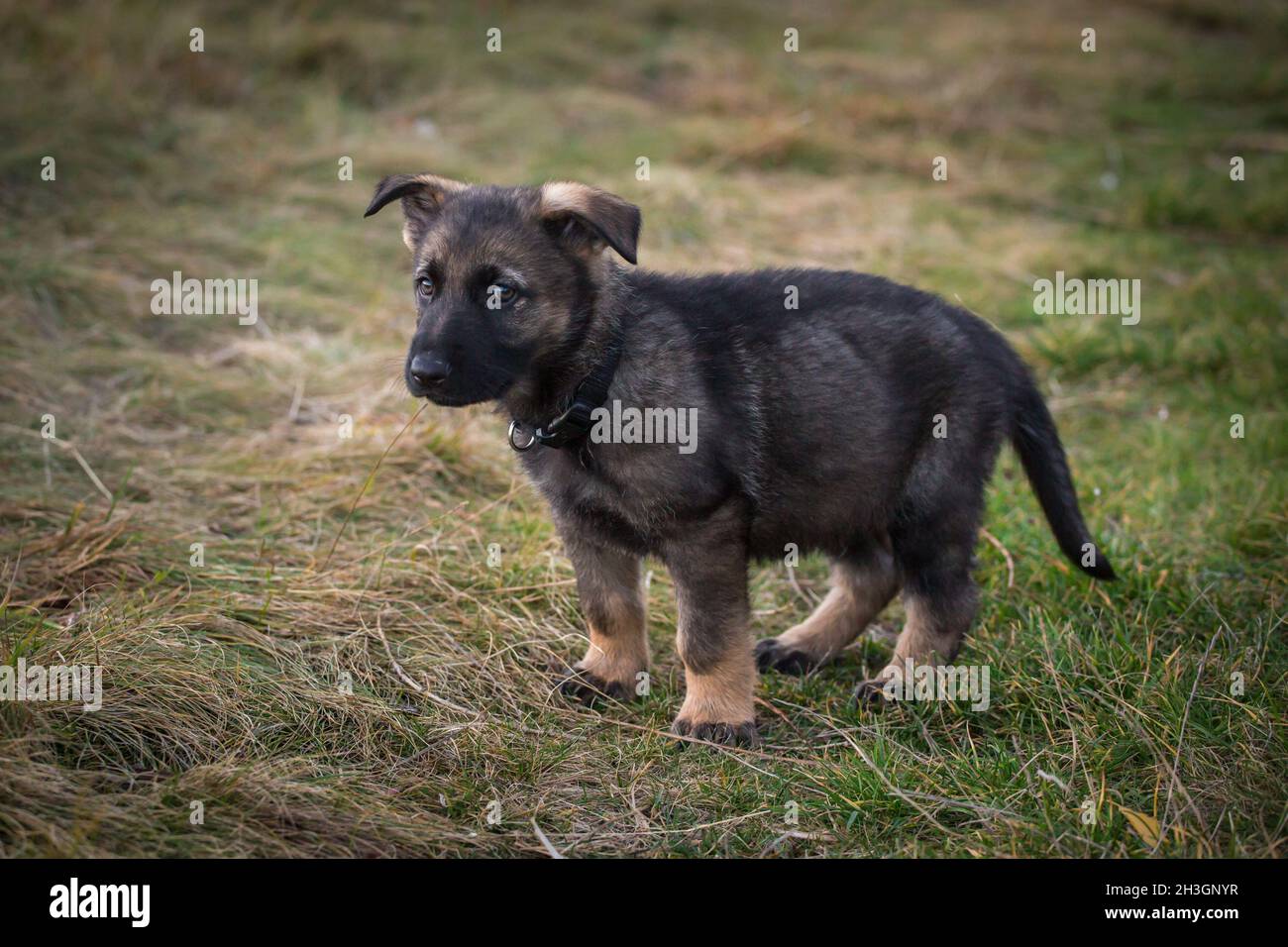 Sable German Shepherd Dog puppy (Alsatian Stock Photo Alamy