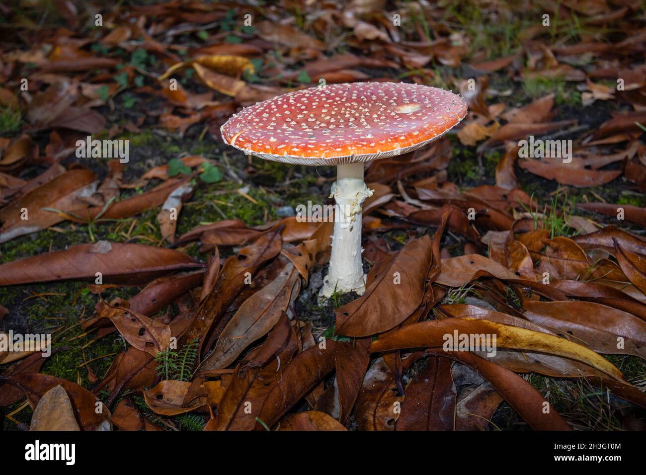 Red and white fruiting body of poisonous toadstool fly agaric (Amanita muscaria) growing in autumn in Surrey, south-east England amongst fallen leaves Stock Photo