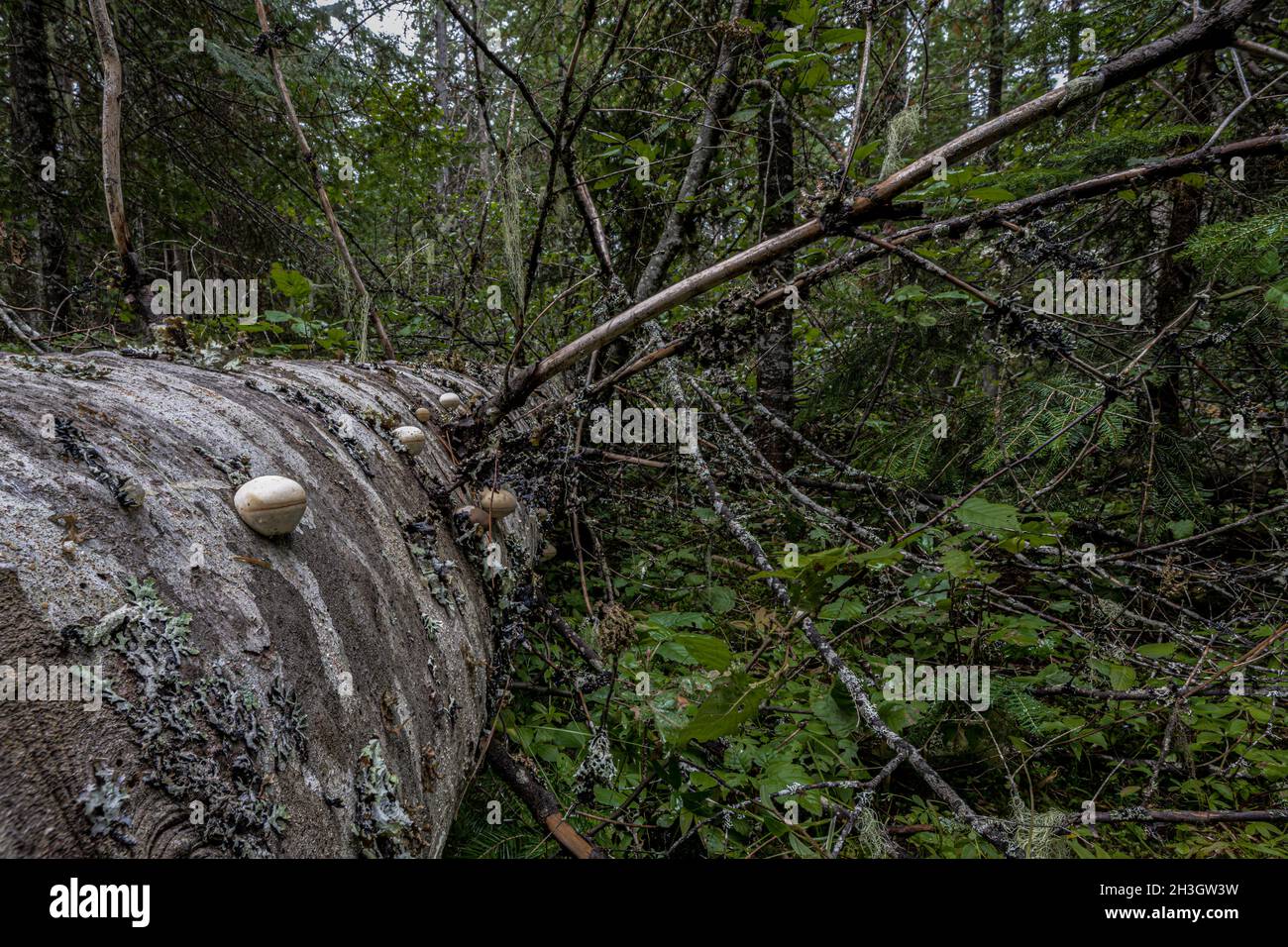 Fallen Tree with Fungi Growing out of the Trunk, Idaho Stock Photo