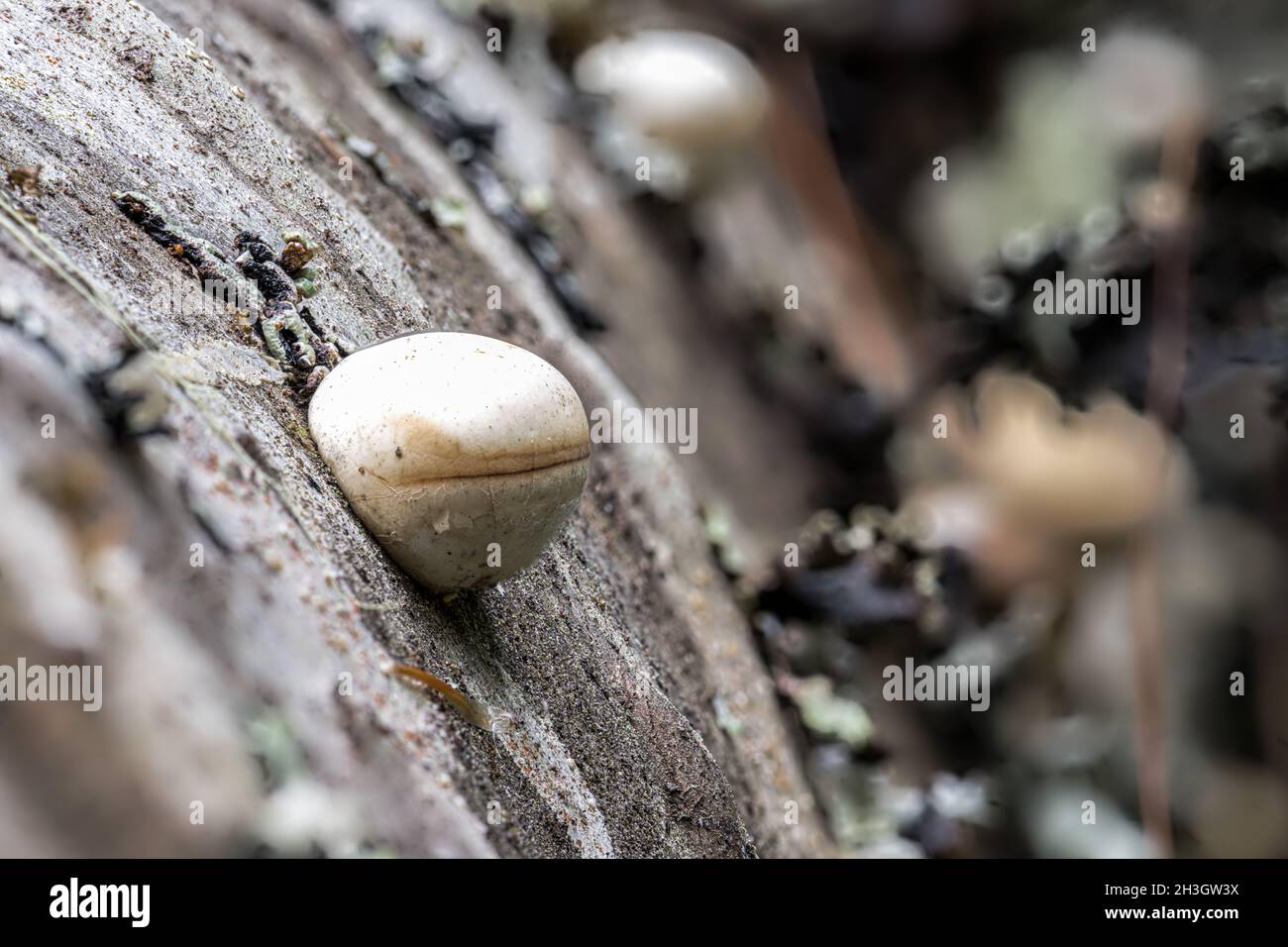 White Fungus Growing out of a Decomposing Tree in Idaho Stock Photo
