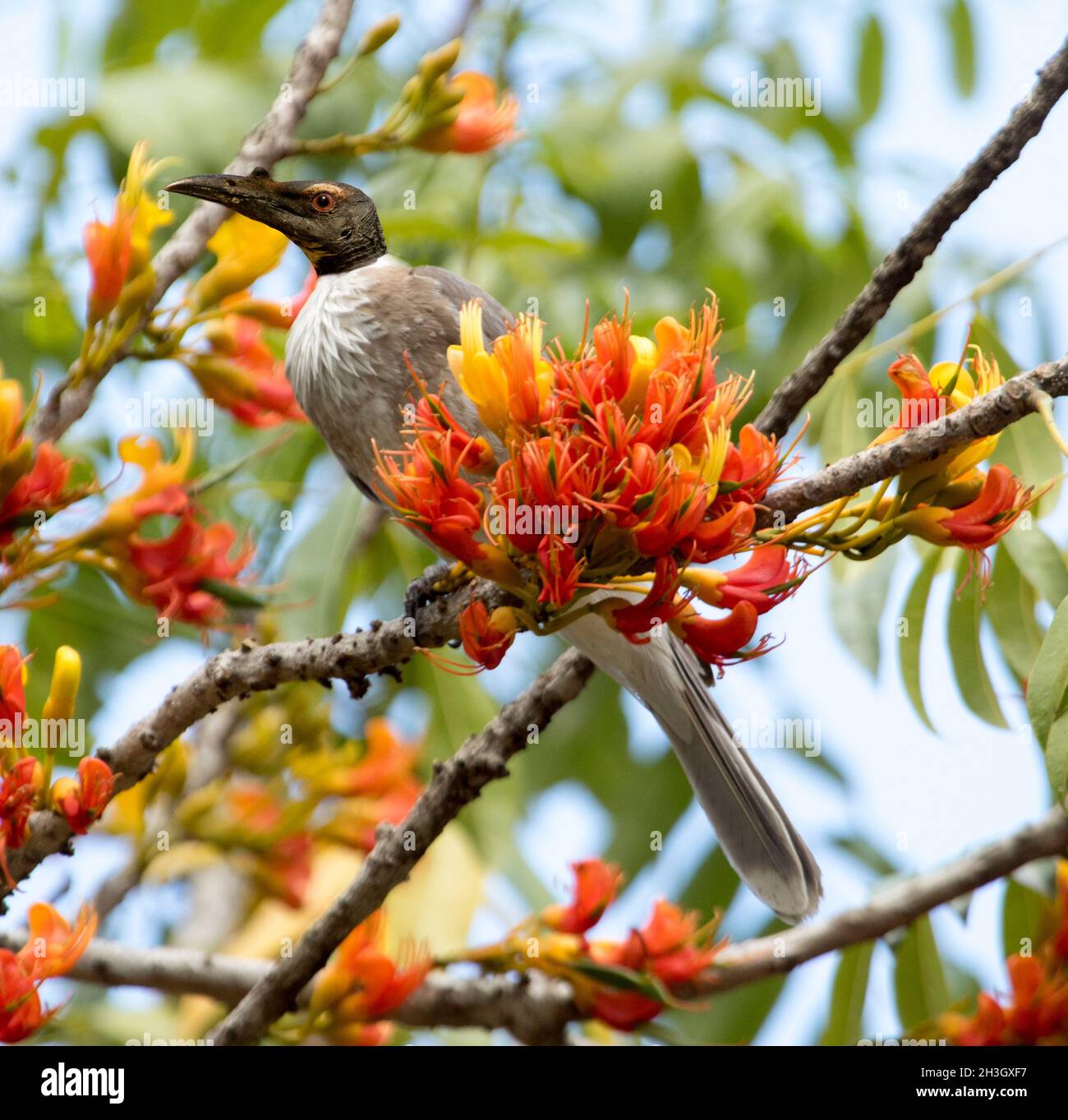 Noisy Friarbird, Philemon corniculatus a honeyeater, with vivid orange flowers of Black Bean  Tree, Castanospermum australe in an Australian garden Stock Photo