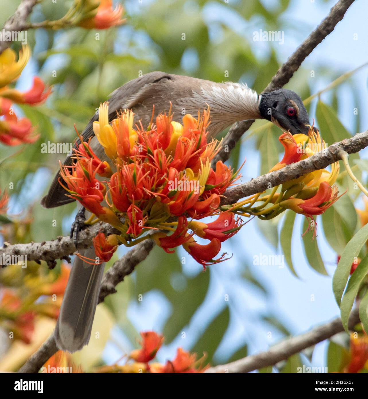 Noisy Friarbird, Philemon corniculatus a honeyeater, feeding on vivid orange flowers of Black Bean Tree, Castanospermum australe in Australian garden Stock Photo