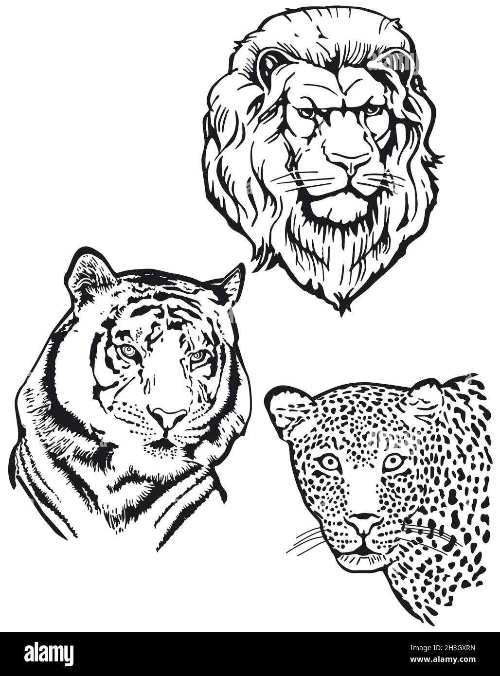 Three Predators, Lion, Tiger, Leopard Stock Photo