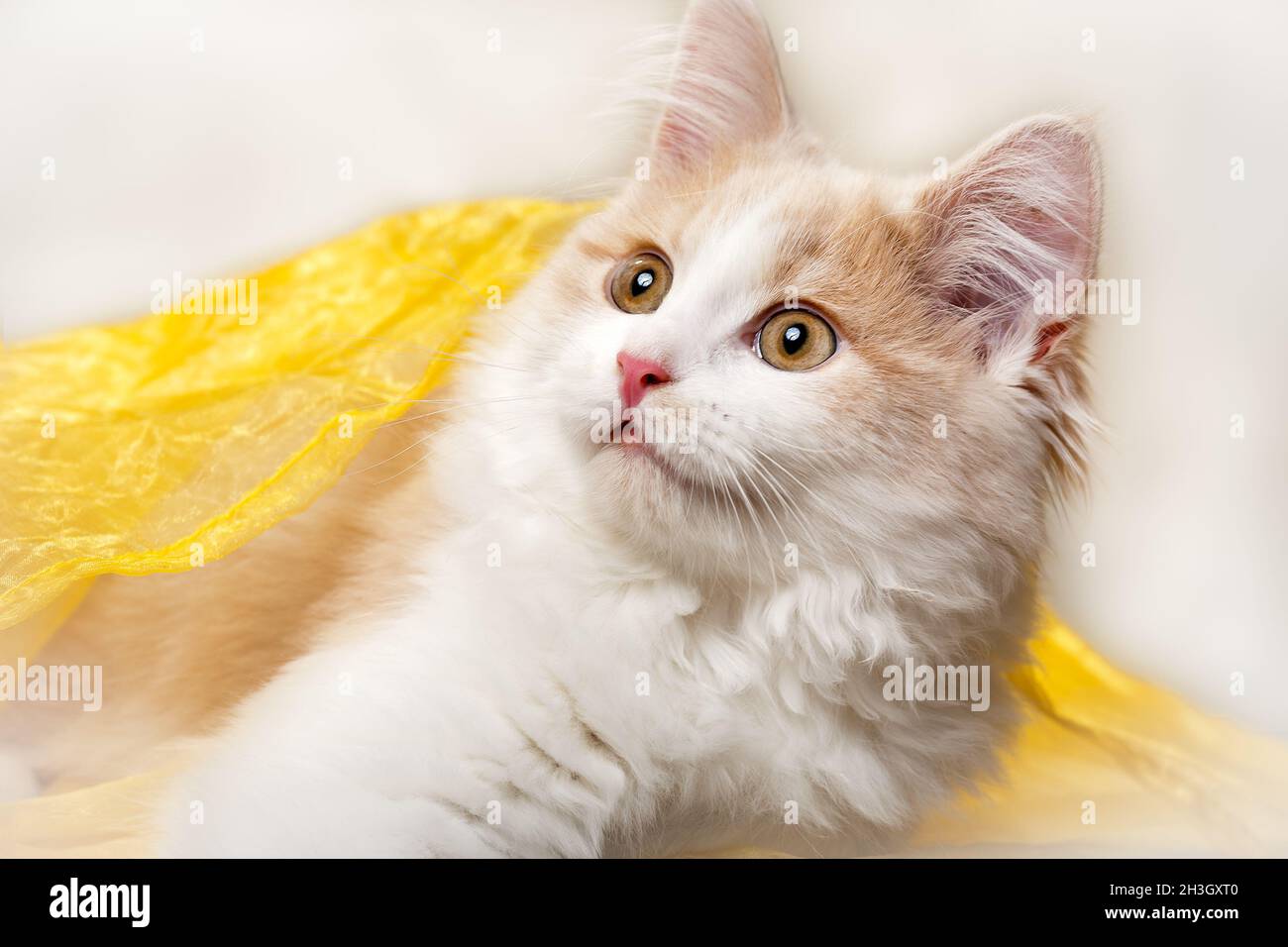 Little cat on a yellow background Stock Photo