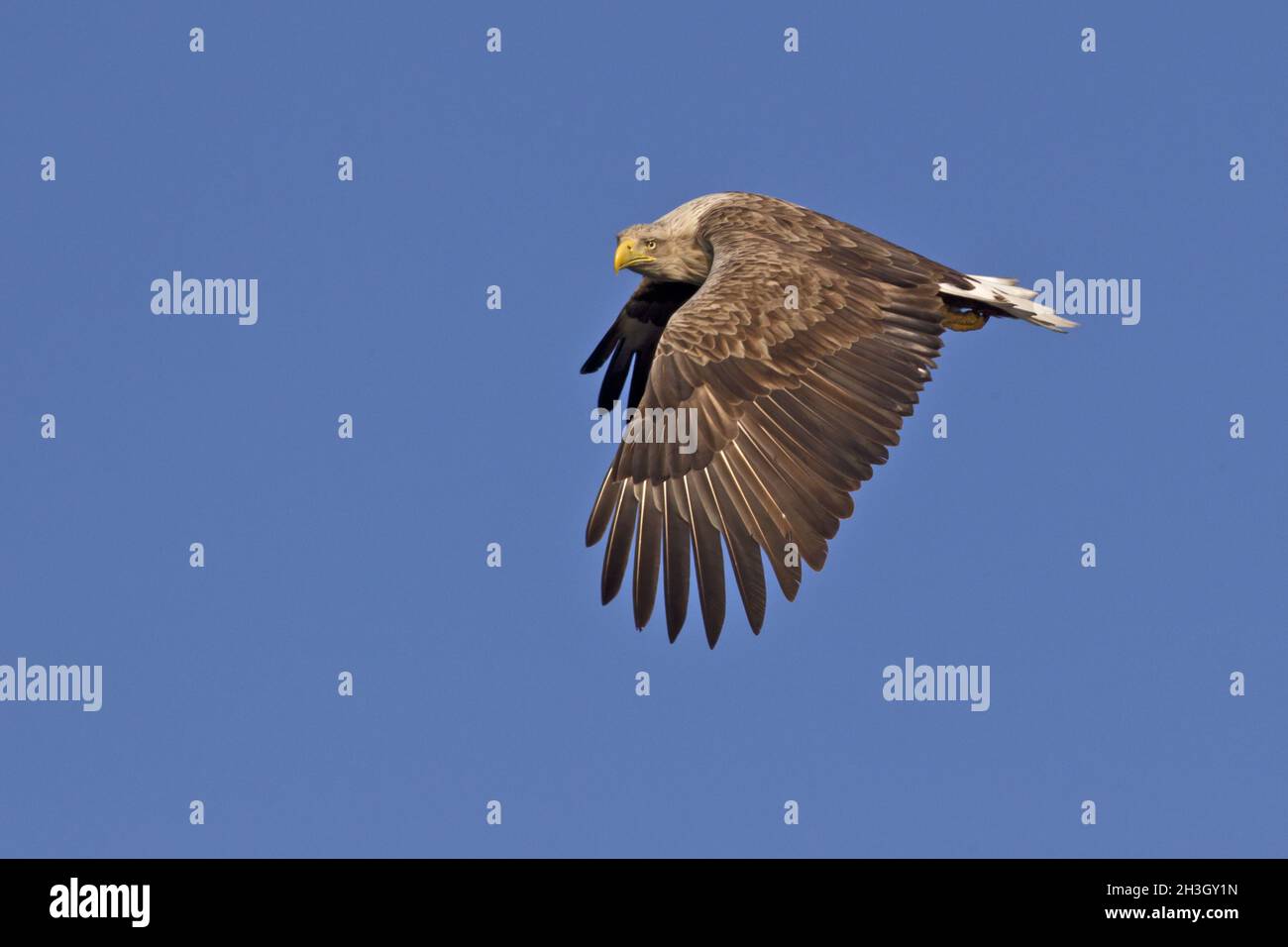 White tailed Eagle Stock Photo - Alamy