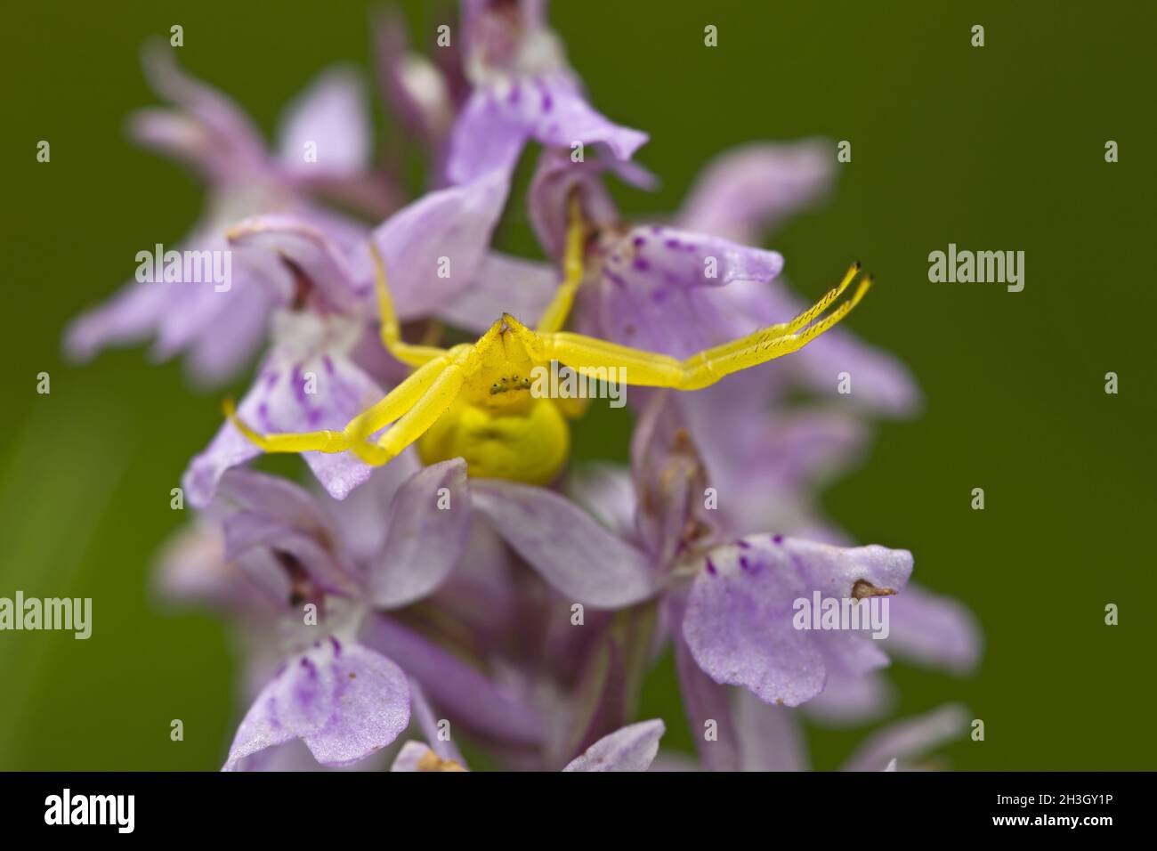 Common spider orchid hi-res stock photography and images - Alamy