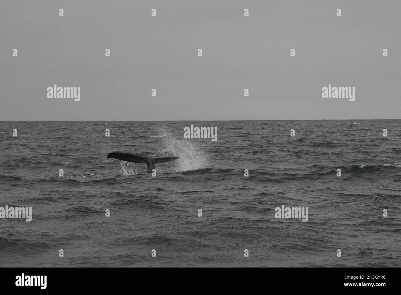 Humpback whale (Megaptera novaeangliae) splashing water with his flukes (tail). Whale-watching tour on the SkjÃ¡lfandi Bay near Stock Photo