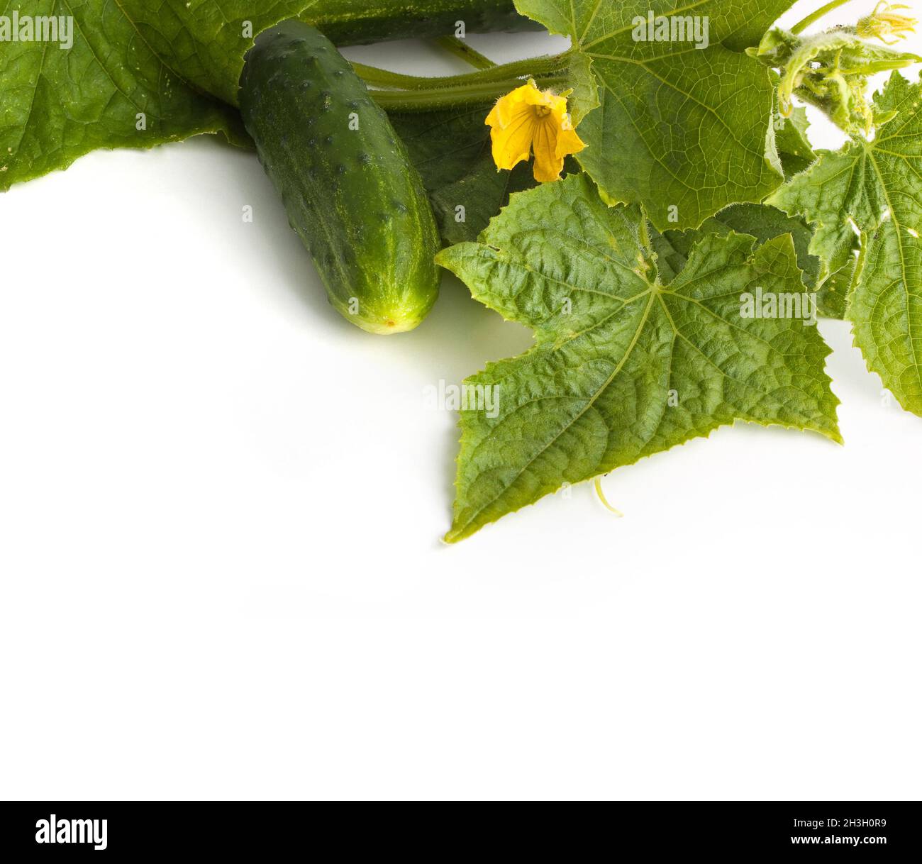 Closeup shot white canvas hi-res stock photography and images - Alamy
