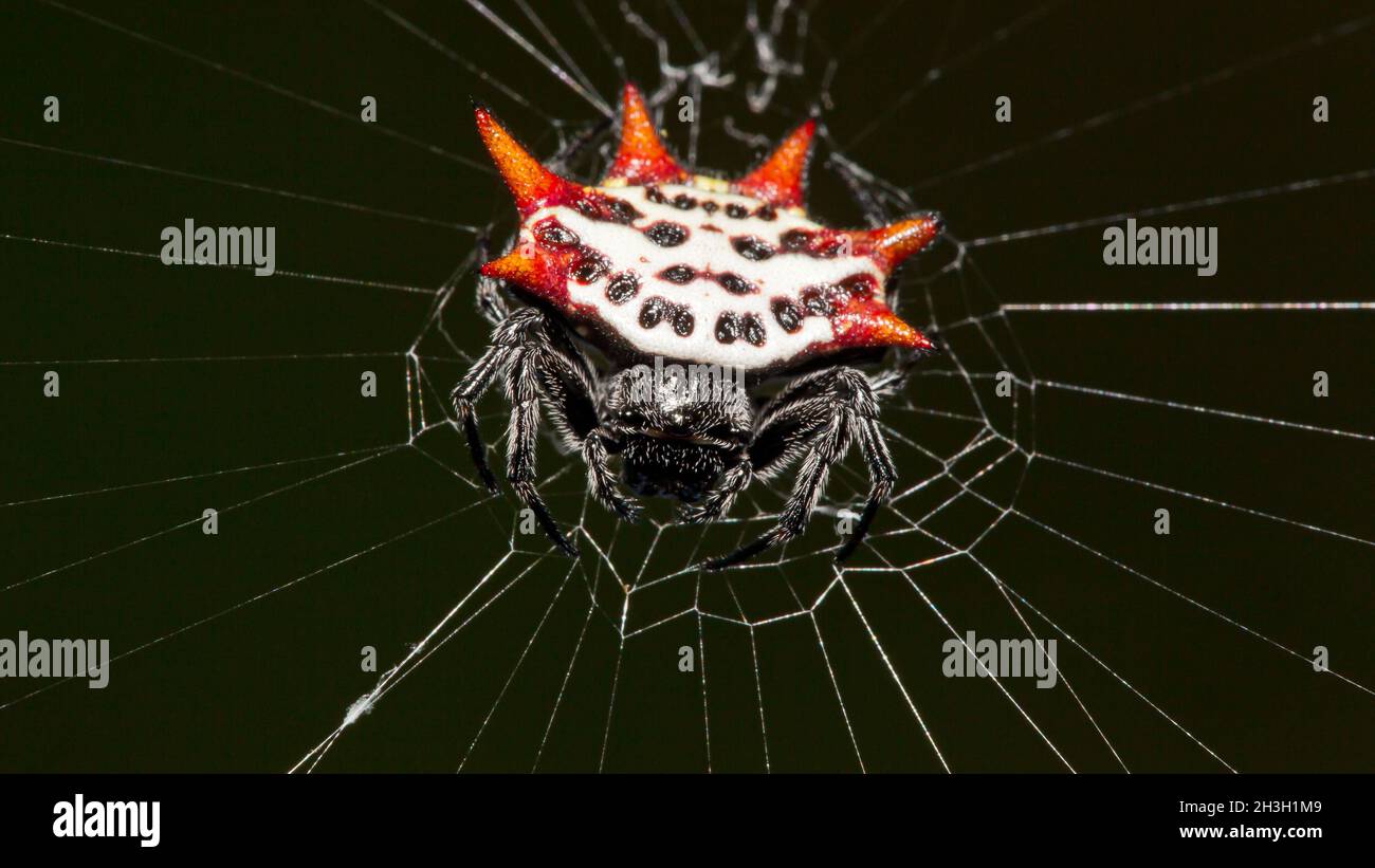 Gasteracantha cancriformis / Florida Crab Spider Stock Photo - Alamy