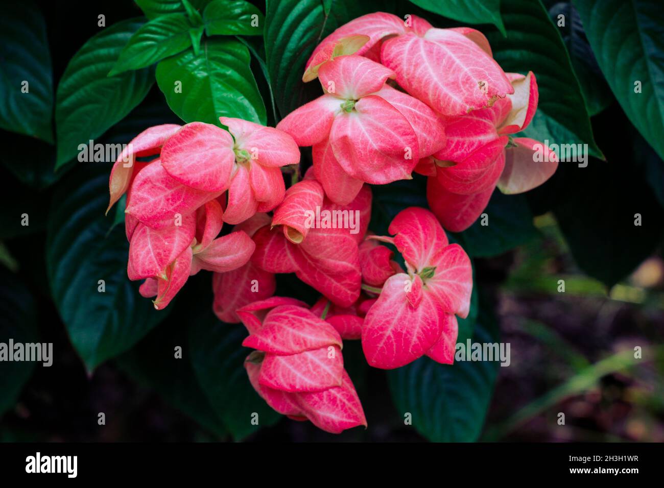 Closeup shot of blooming pink Mussaenda flowers Stock Photo