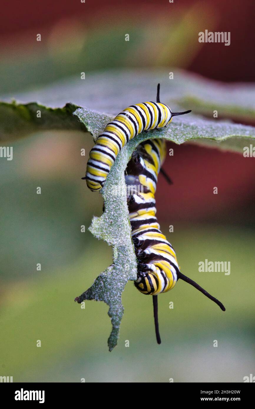 Two hungry monarch catepillars ravenously eating milkweed. Stock Photo