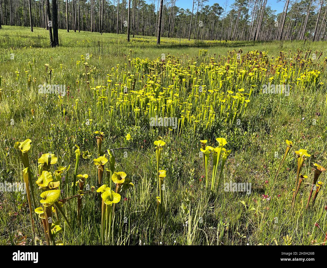 Yellow Pitcherplants (Sarracenia flava var rugelii) growing in seepage bog, FL, USA, by Dembinsky Photo Associates Stock Photo