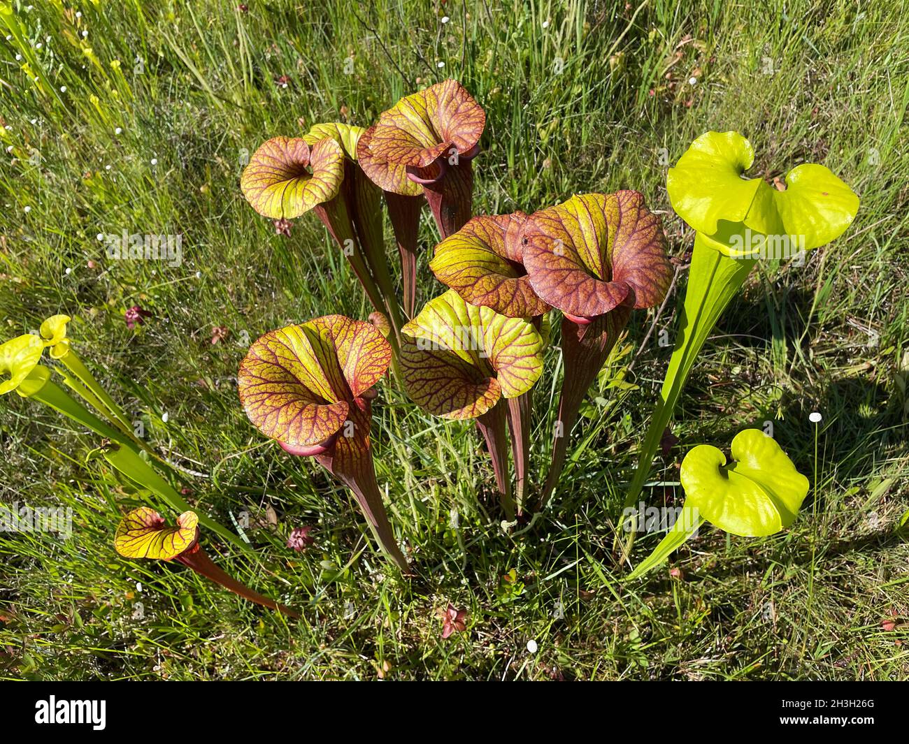 Hillside seepage bog with several varieties of Pitcherplants, Western Florida, USA, by Dembinsky Photo Associates Stock Photo