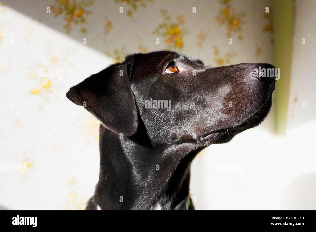 Portrait of Black Dog Stock Photo