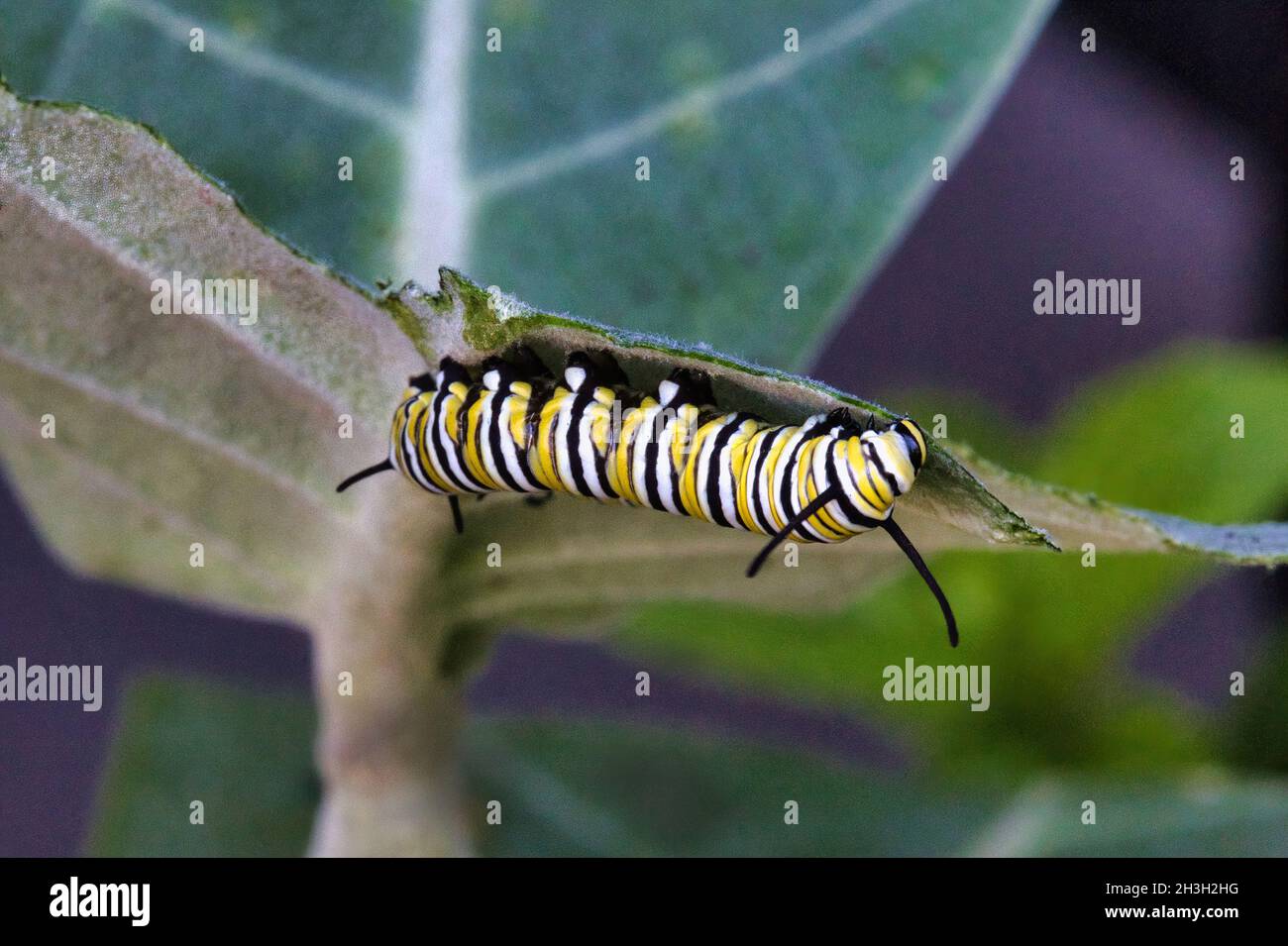 Monarch catepillar voraciously eating from a milkweed plant. Stock Photo