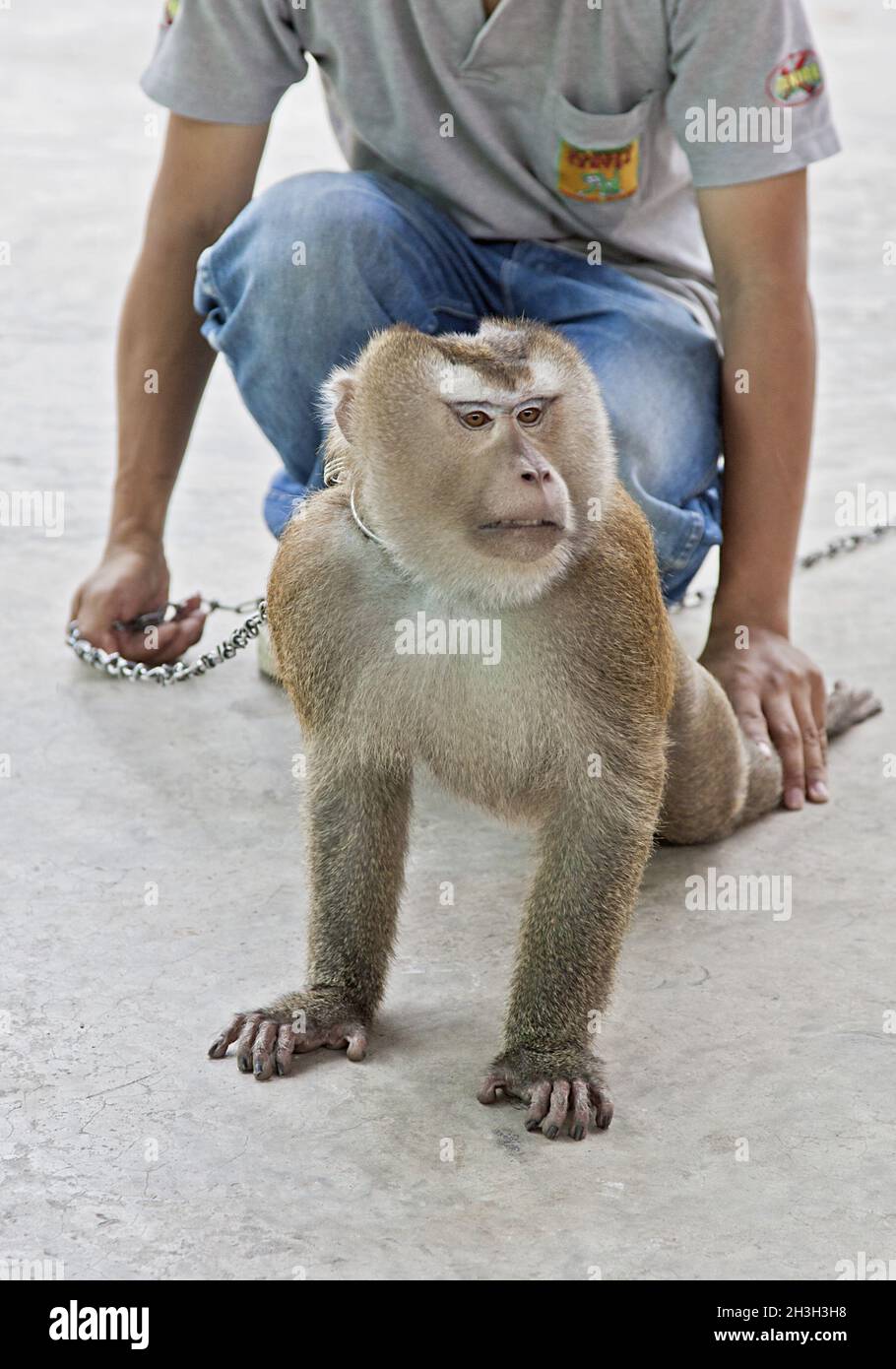 Monkey training Stock Photo