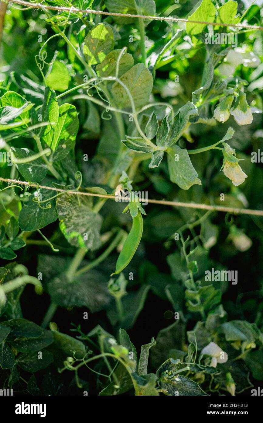 Pea pod on trellised vine in vegetable garden Stock Photo Alamy