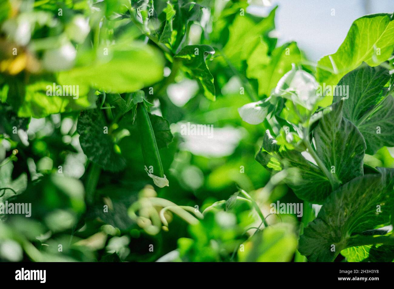 Pea pod on trellised vine in vegetable garden Stock Photo Alamy