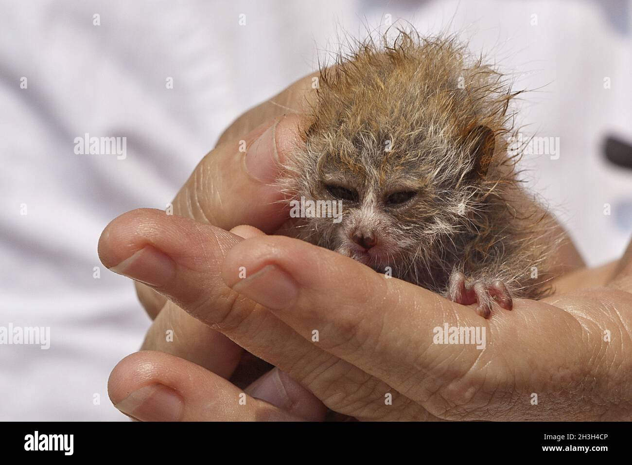 Sunda slow loris Stock Photo