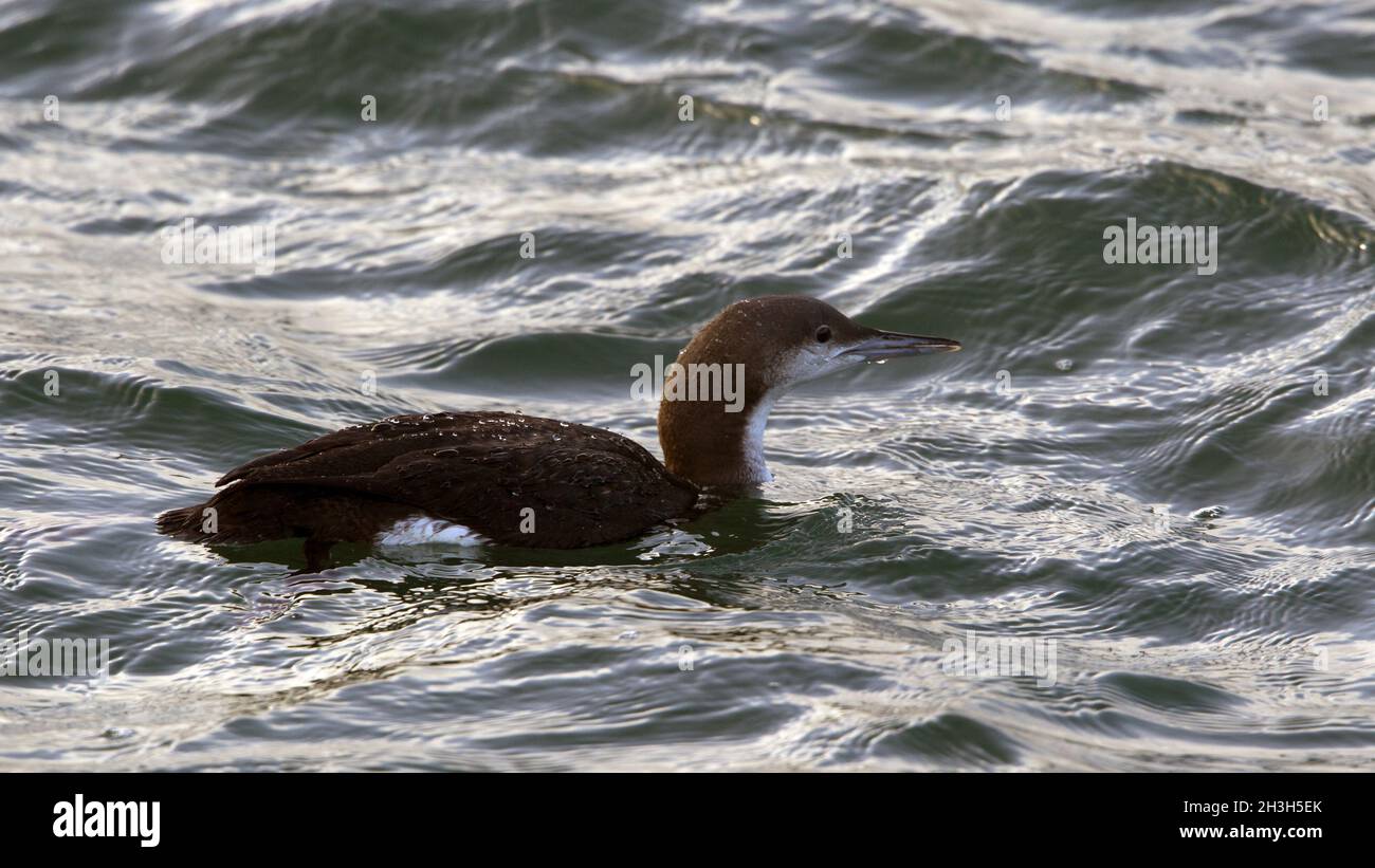 Arctic Loon Black-throated Diver Stock Photo