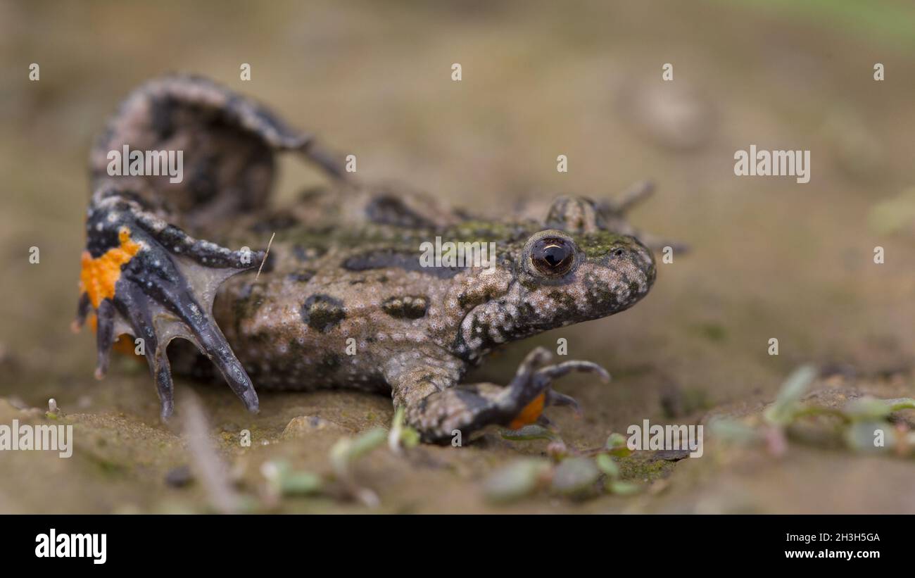 Fire-Bellied Toad Stock Photo