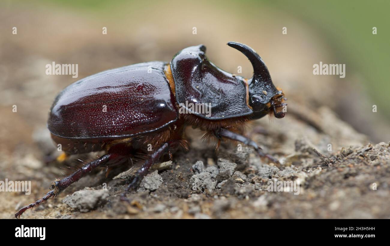 European rhinoceros beetle Stock Photo