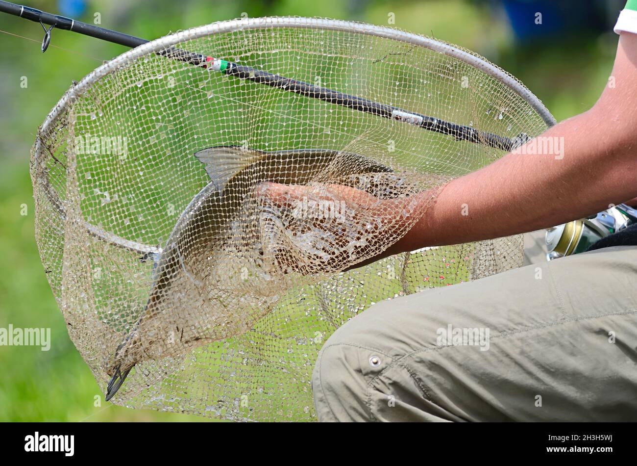 Person holding fish in net hi-res stock photography and images - Alamy