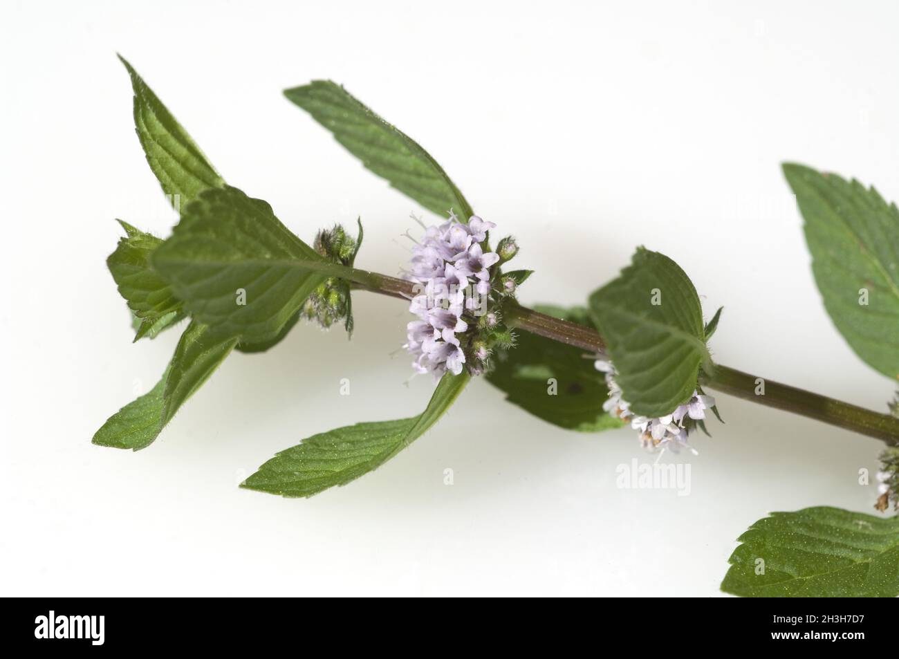 True peppermint hi-res stock photography and images - Alamy