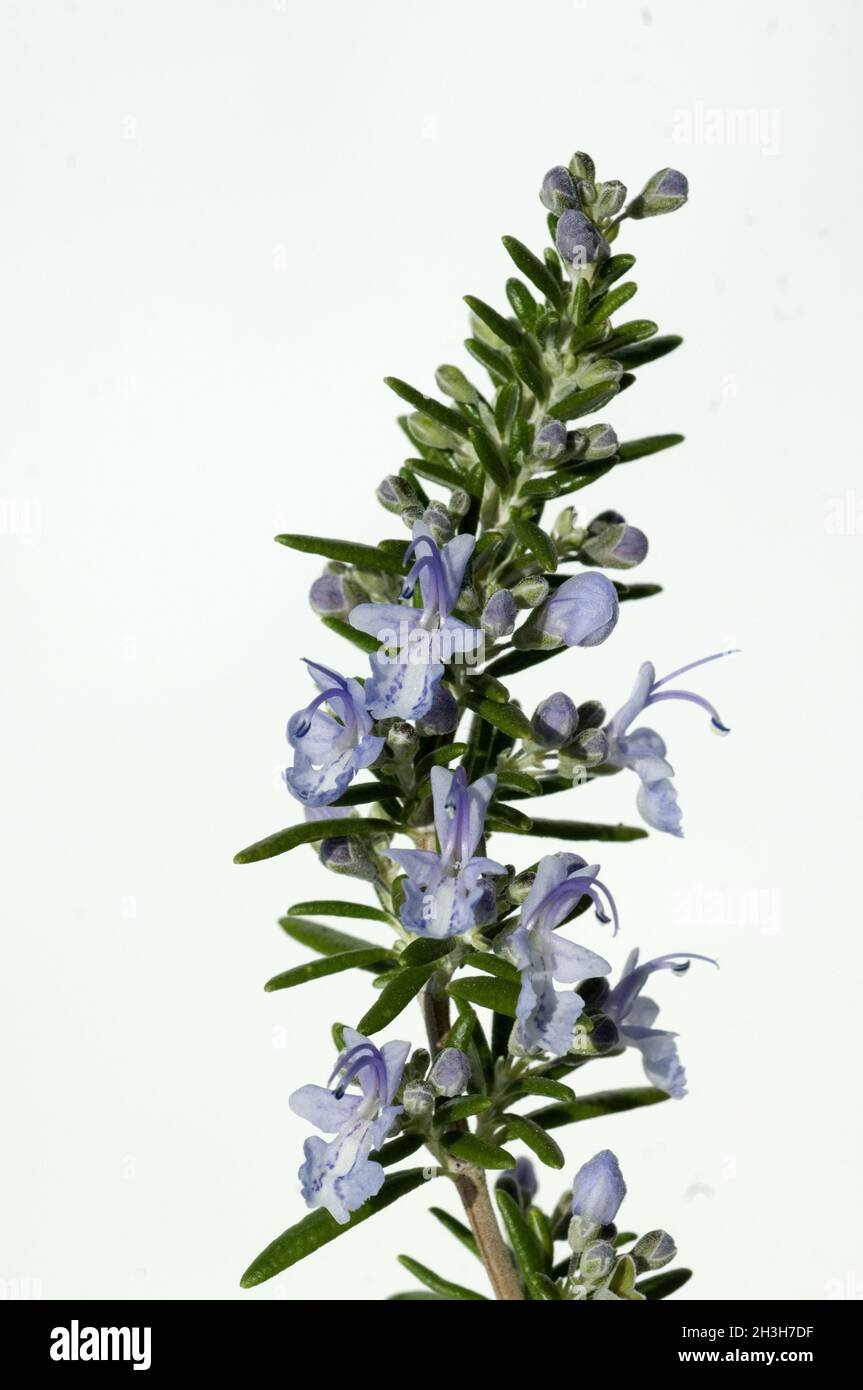 Blossom rosemary hires stock photography and images Alamy