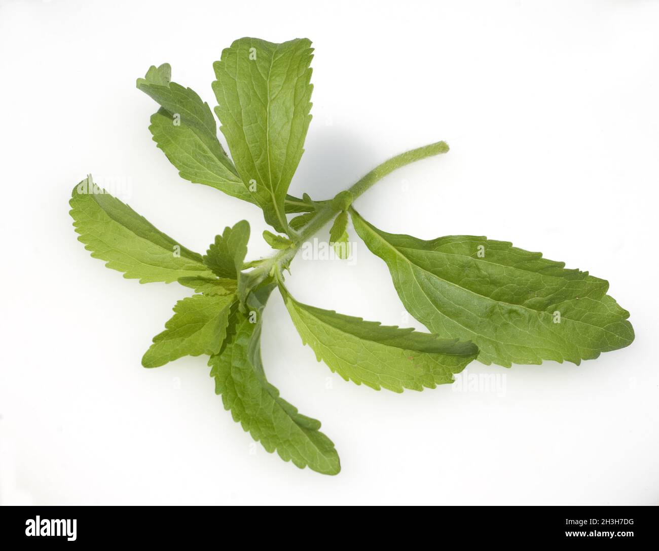 Stevia, Stevia rebaudiana Stock Photo Alamy