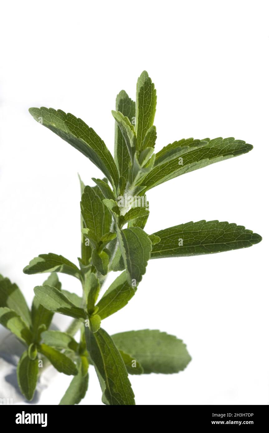 Stevia, Stevia rebaudiana Stock Photo Alamy