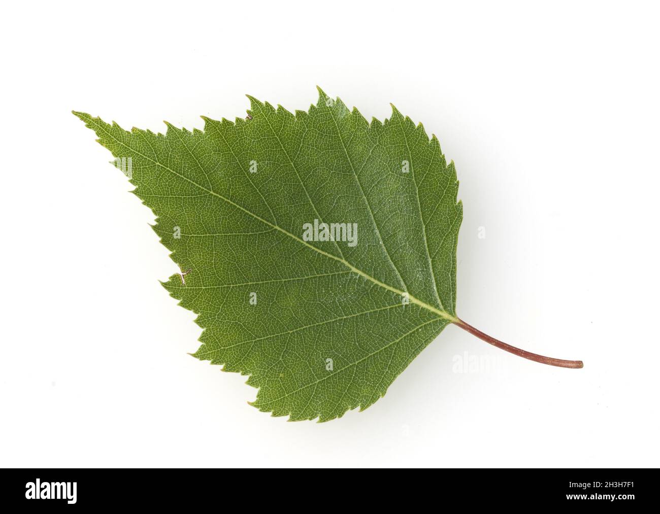 Birch leaves Stock Photo