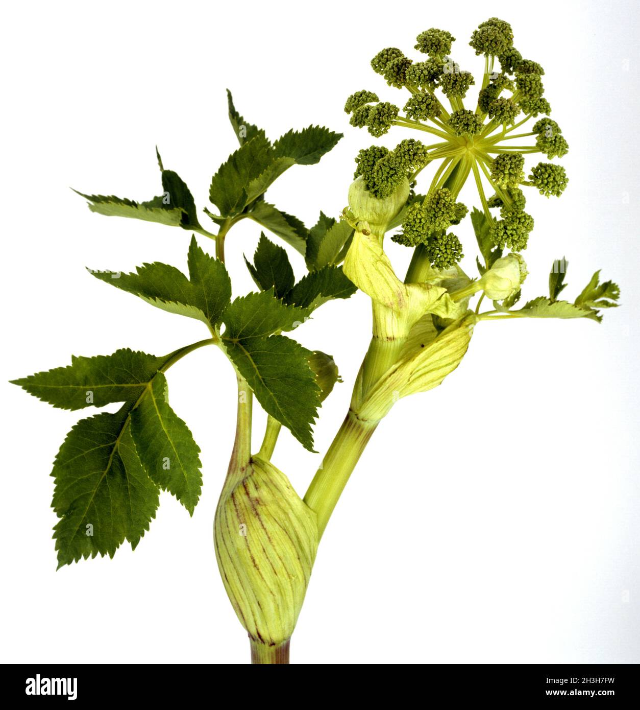 Garden angelica tea hires stock photography and images Alamy