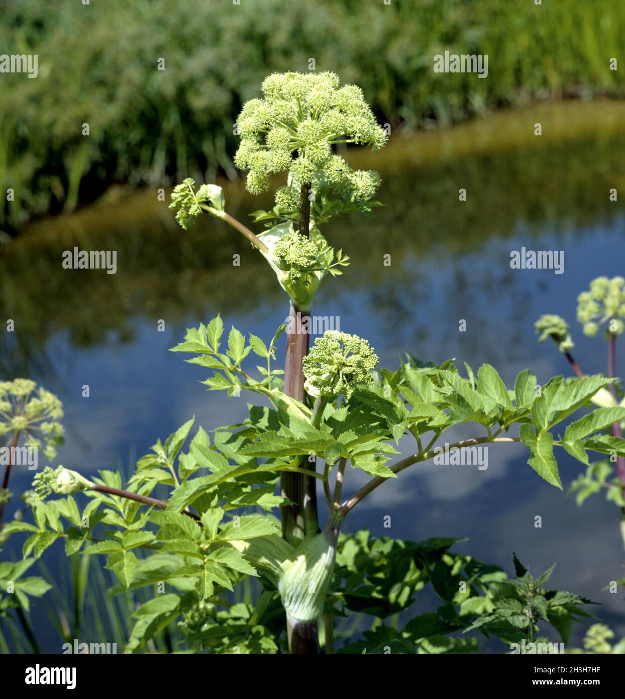 Garden angelica tea hires stock photography and images Alamy