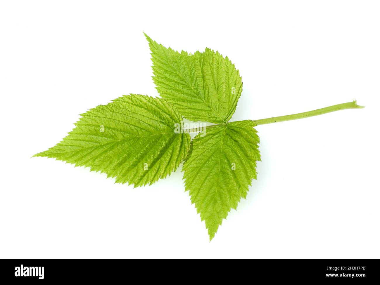 Blackberry leaf, Rubus fructicosa, leaf, Stock Photo