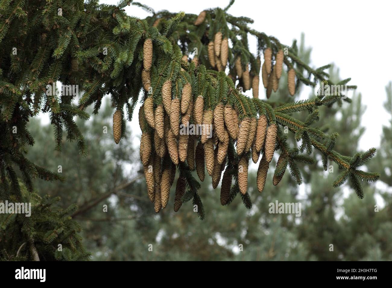 Spruce branch in park close hi-res stock photography and images - Alamy