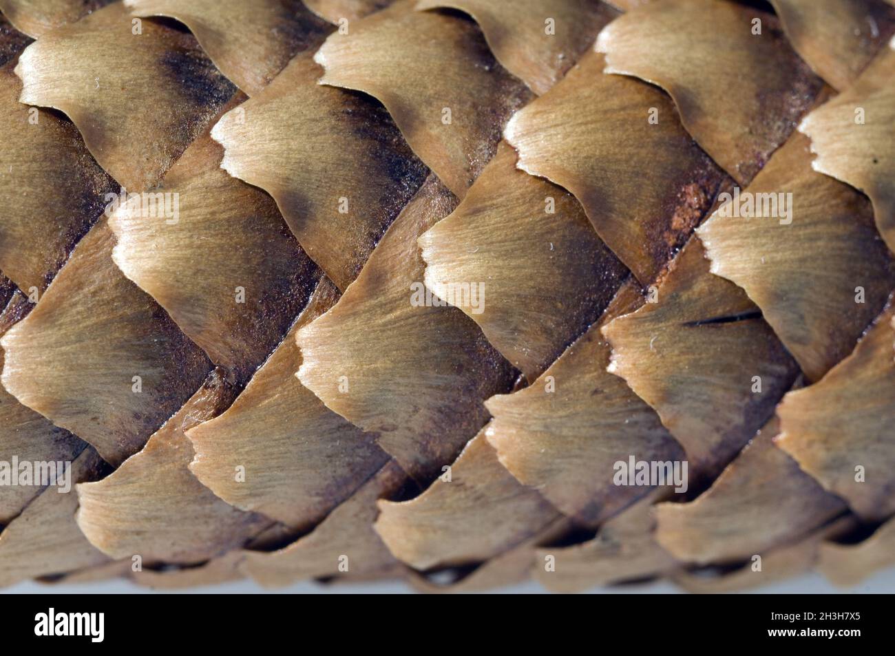 Spruce cone; spruce; picea abies Stock Photo
