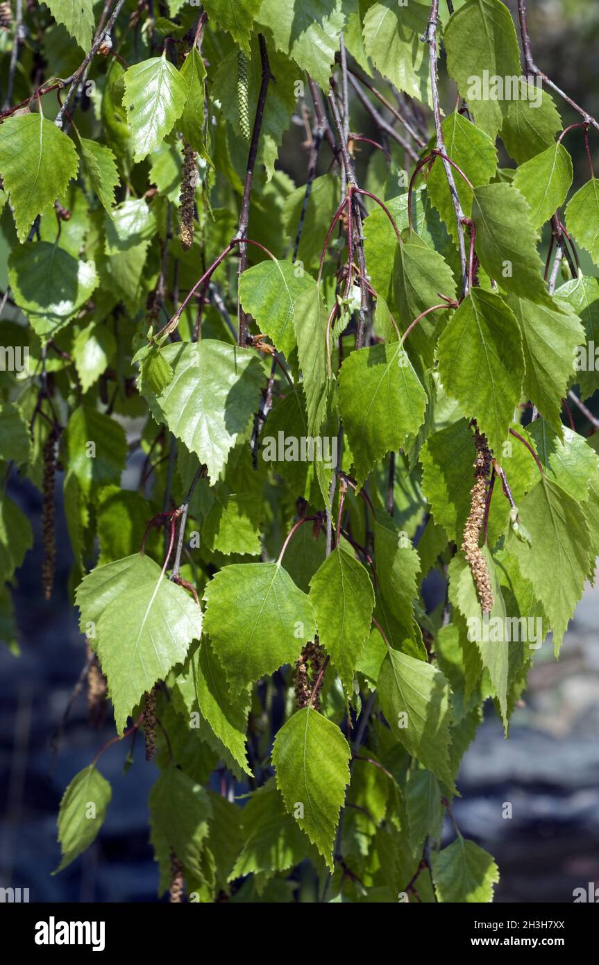 Hanging Birch, Hanging Birch, Betula, pendula, Youngii, Birch, Stock Photo