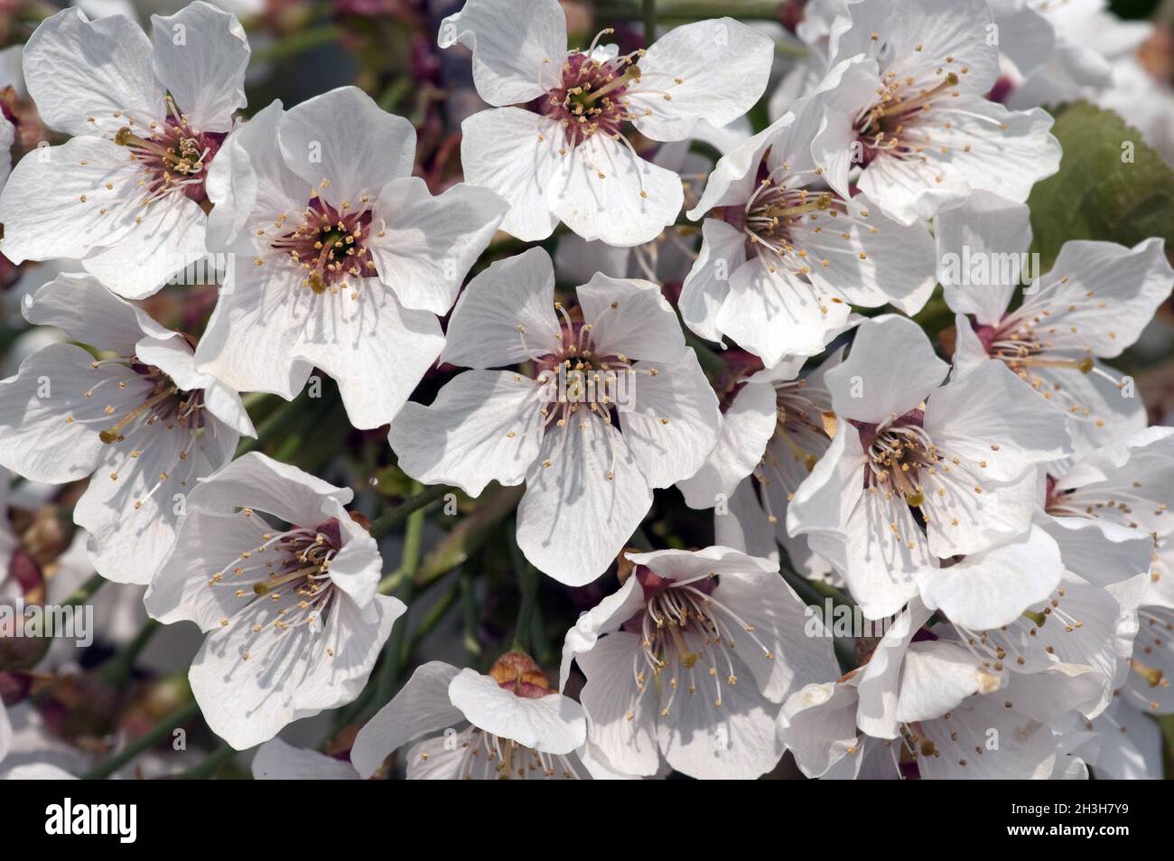 Cherry tree blossoms in garden hi-res stock photography and images - Alamy