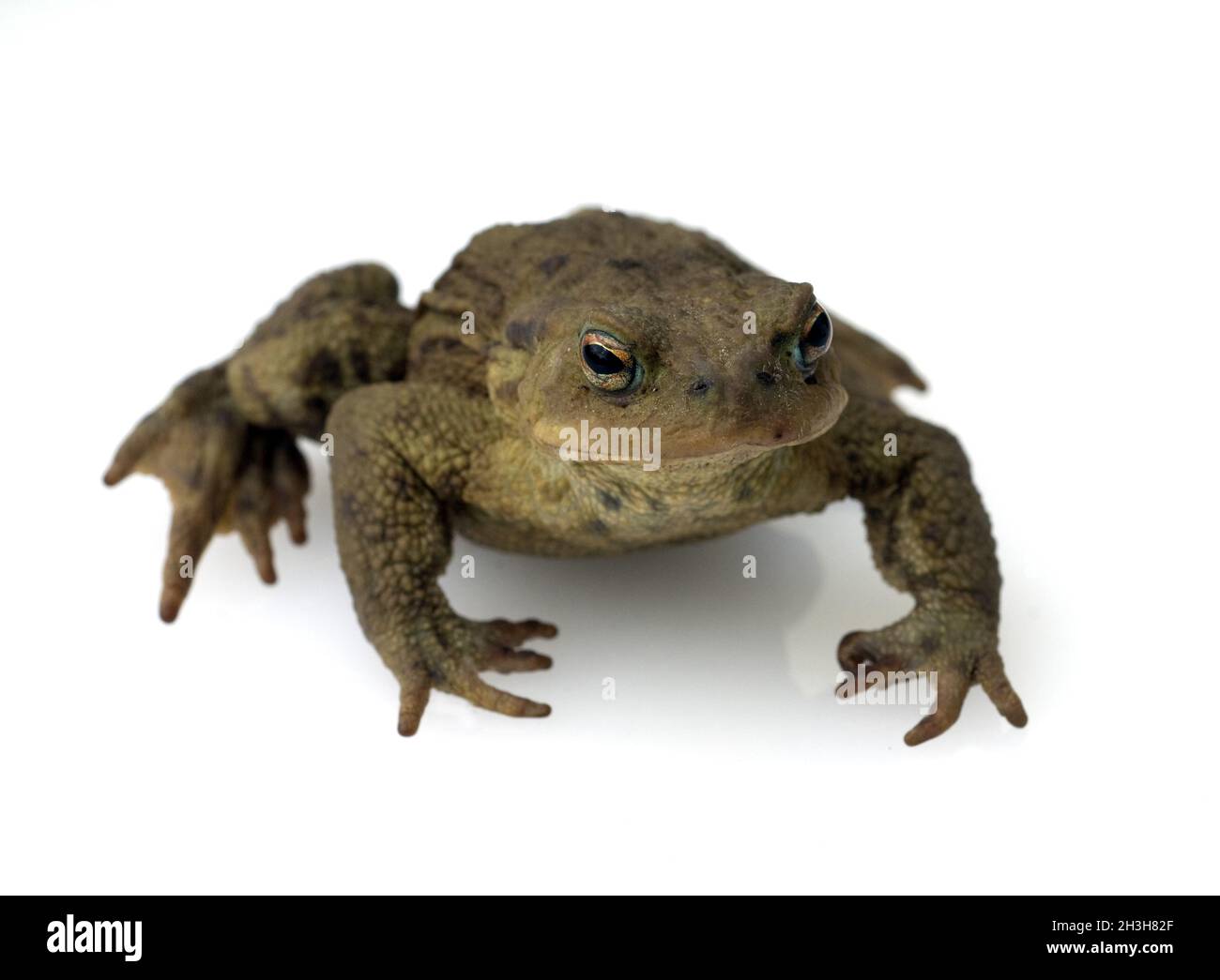 Toad, bufo bufo, earth toad Stock Photo - Alamy
