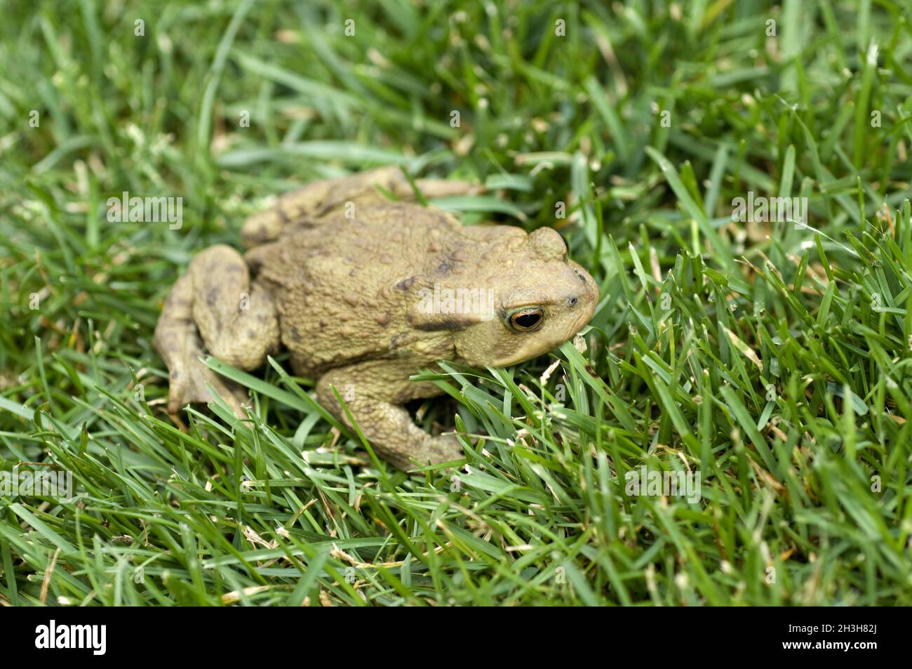 Toad, bufo bufo, earth toad Stock Photo - Alamy