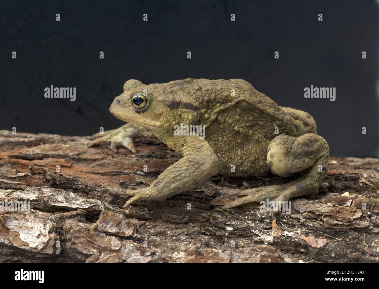 Toad, bufo bufo, earth toad Stock Photo - Alamy