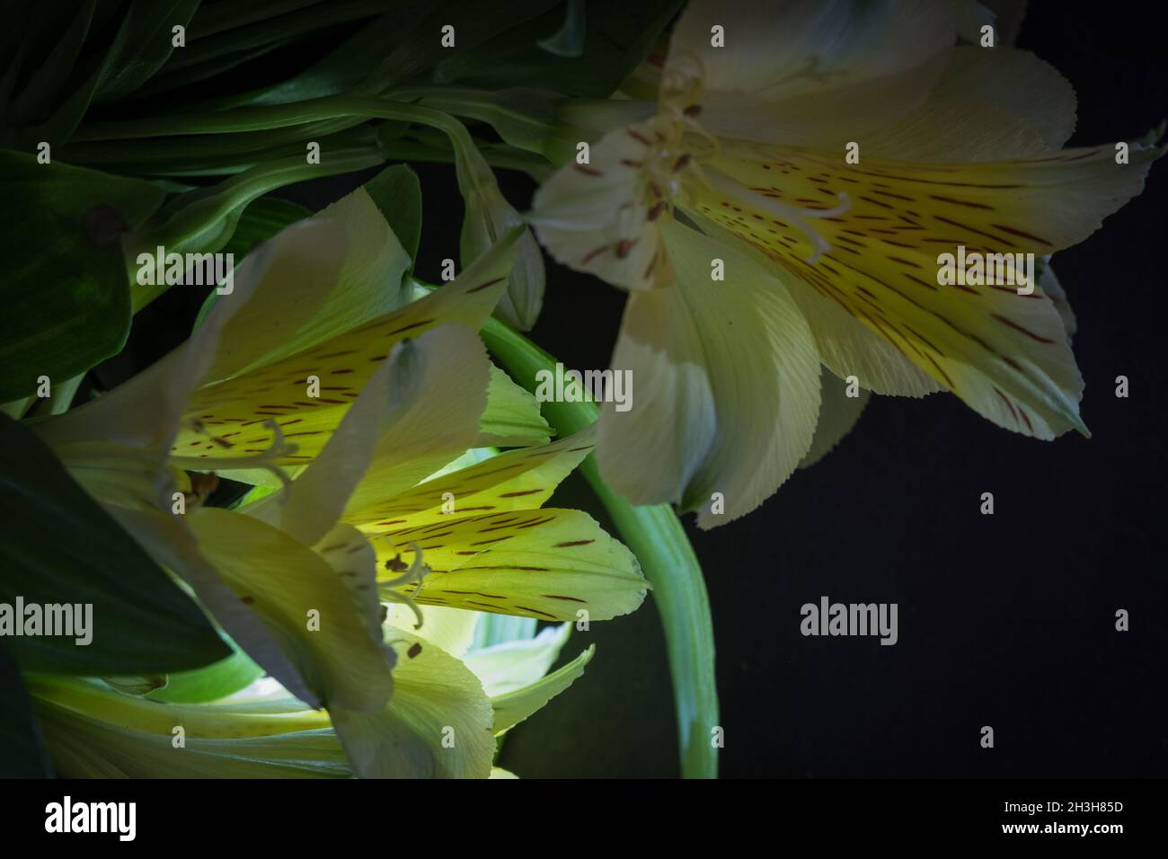Yellow and white petals of alstroemeria flowers together with green stems and dark background.  Flat lay with flowers on left; space for text on right Stock Photo
