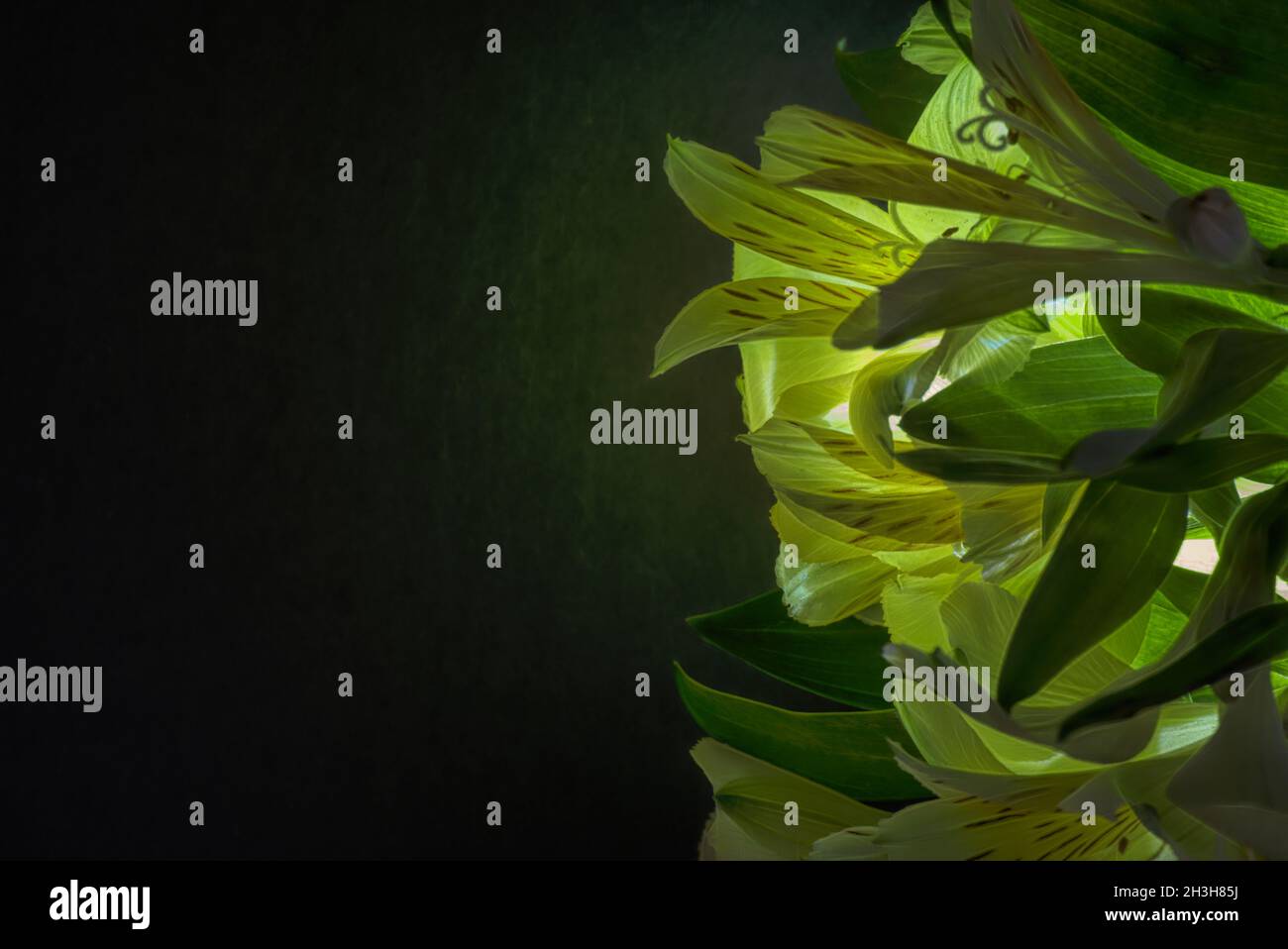 Shades of green.  Alstroemeria flowers and leaves are laid flat on right side of image against black background with lots of space for copy and text. Stock Photo