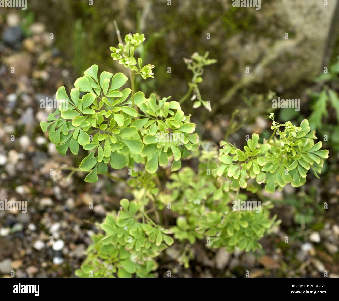 Boenninghausenia, albiflora, Stock Photo