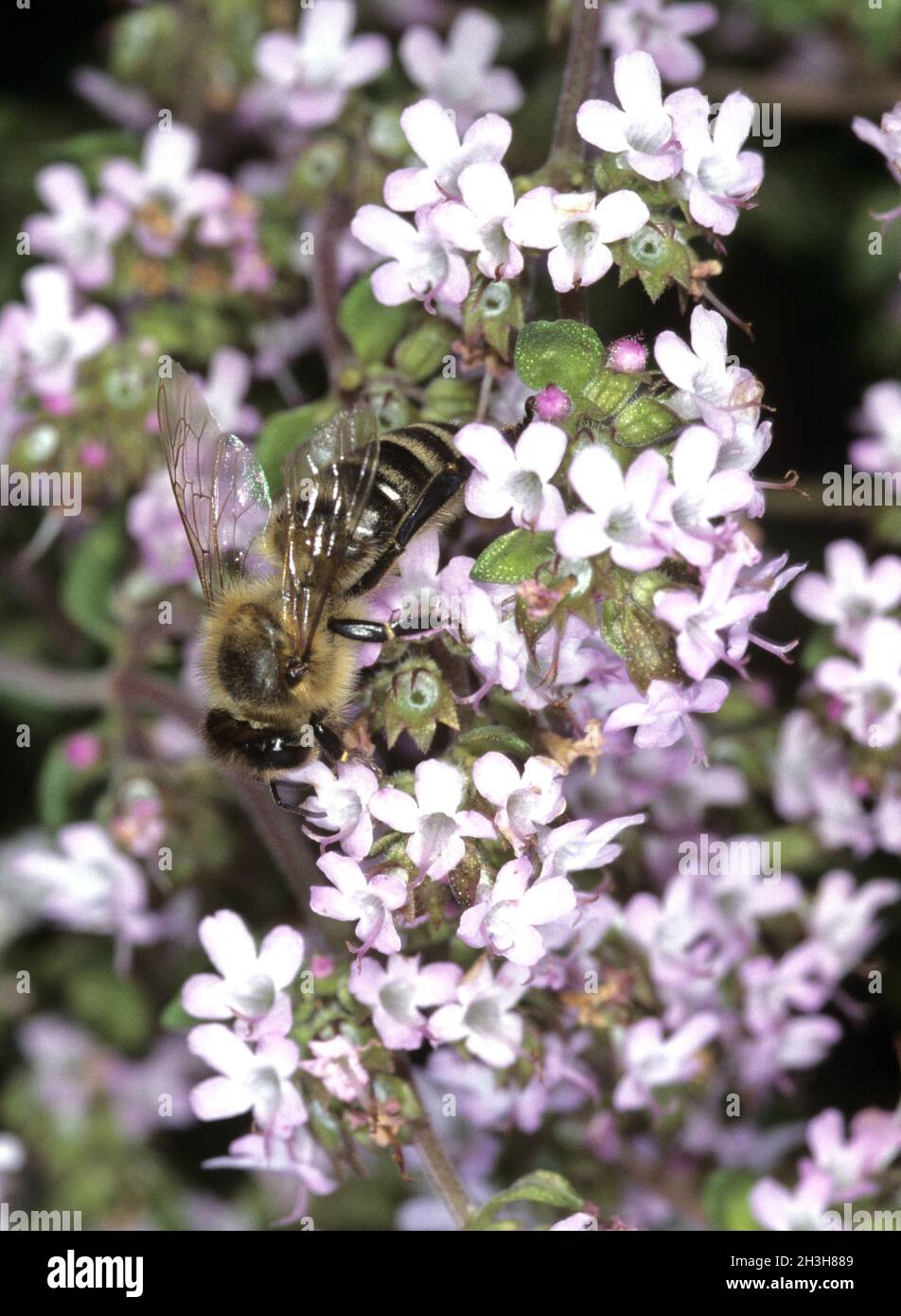 Bee on thyme leaf Stock Photo